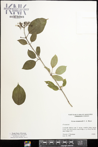 Cornus drummondii image