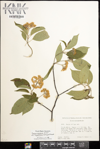 Cornus amomum var. schuetzeana image