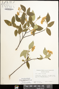 Cornus amomum var. schuetzeana image