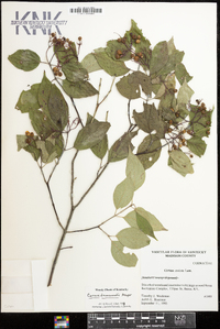 Cornus drummondii image