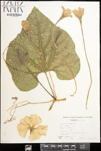 Lagenaria siceraria image