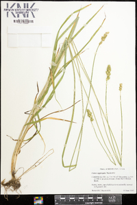 Carex aggregata image