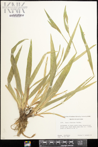 Carex albursina image