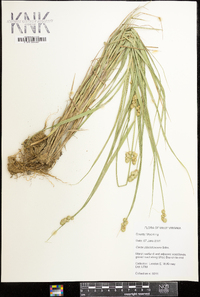 Carex albolutescens image