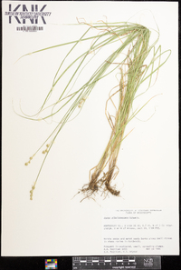 Carex albolutescens image