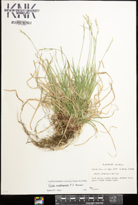 Carex amplisquama image