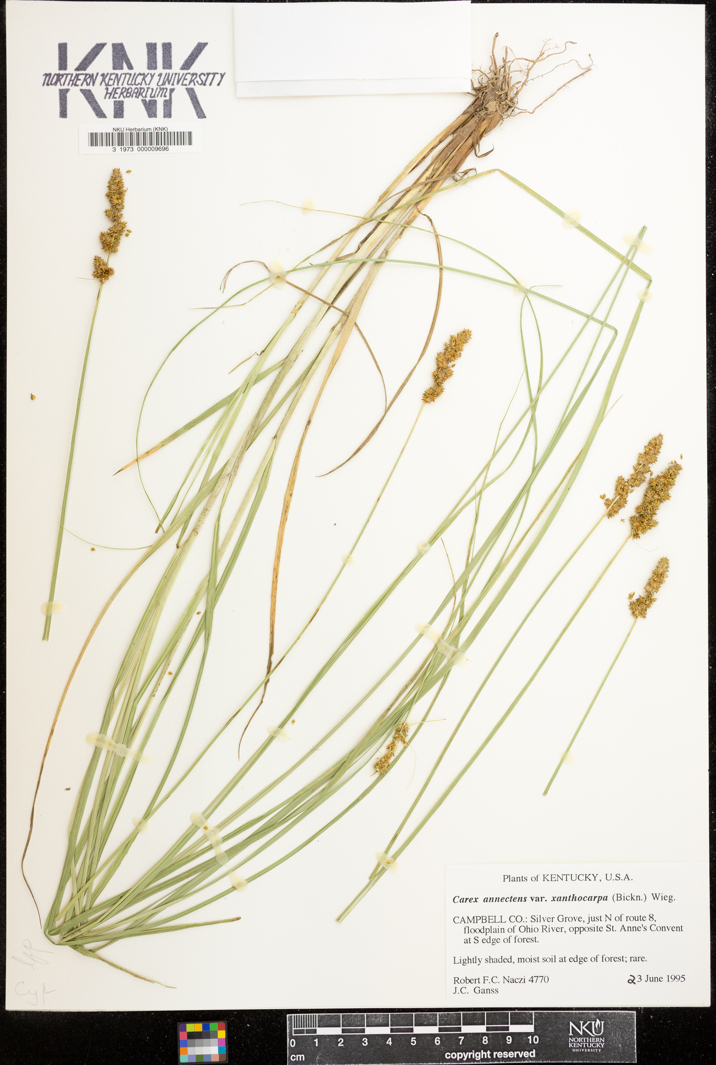 Carex xanthocarpa image