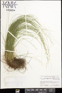 Carex appalachica image