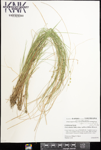 Carex atlantica subsp. capillacea image