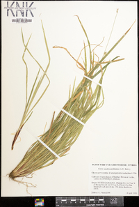 Carex austrocaroliniana image