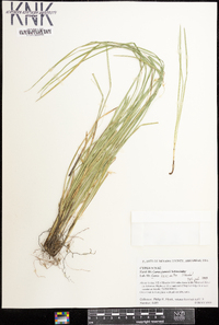 Carex basiantha image