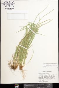 Carex basiantha image