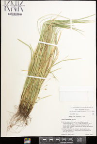 Carex basiantha image