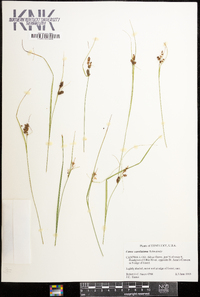 Carex caroliniana image