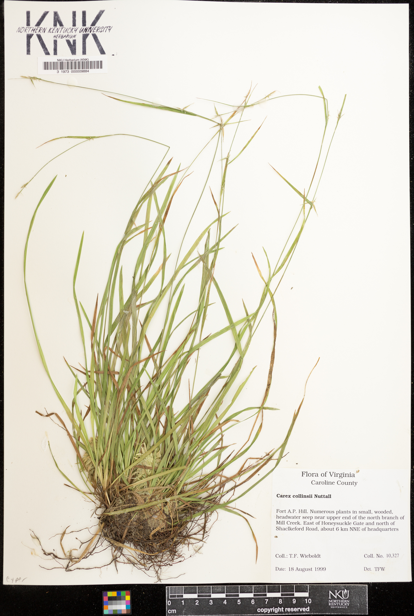 Carex collinsii image