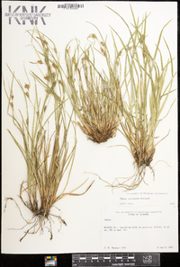 Carex corrugata image