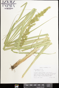 Carex crus-corvi image