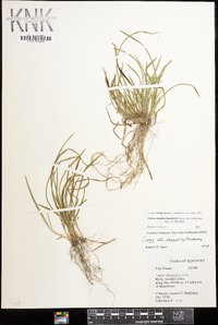 Carex cumberlandensis image