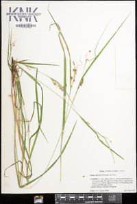 Carex davisii image