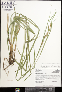 Carex davisii image