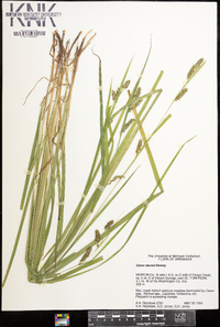 Carex davisii image