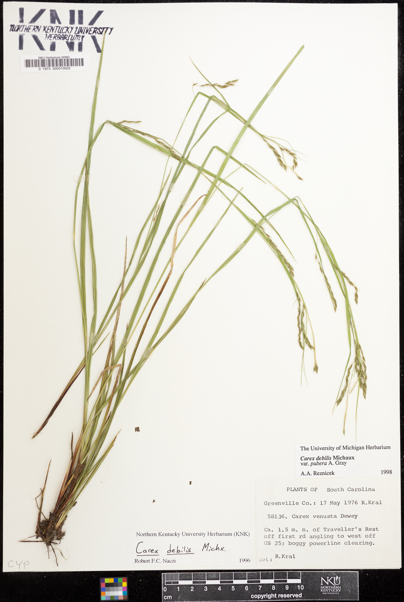Carex debilis subsp. pubera image
