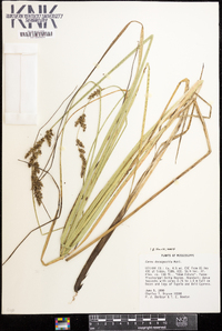 Carex decomposita image