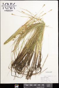 Carex exilis image