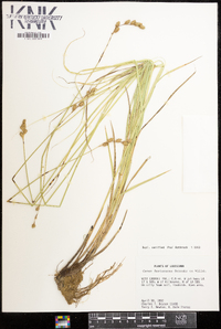 Carex festucacea image