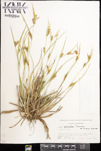 Carex flaccosperma image