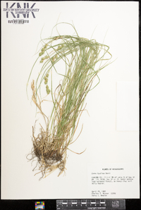 Carex hyalina image