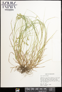 Carex hyalina image