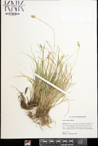 Carex hyalina image