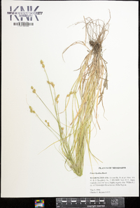 Carex hyalina image