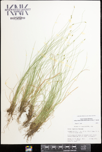 Carex leptalea subsp. harperi image
