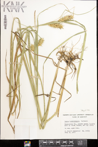 Carex lupuliformis image