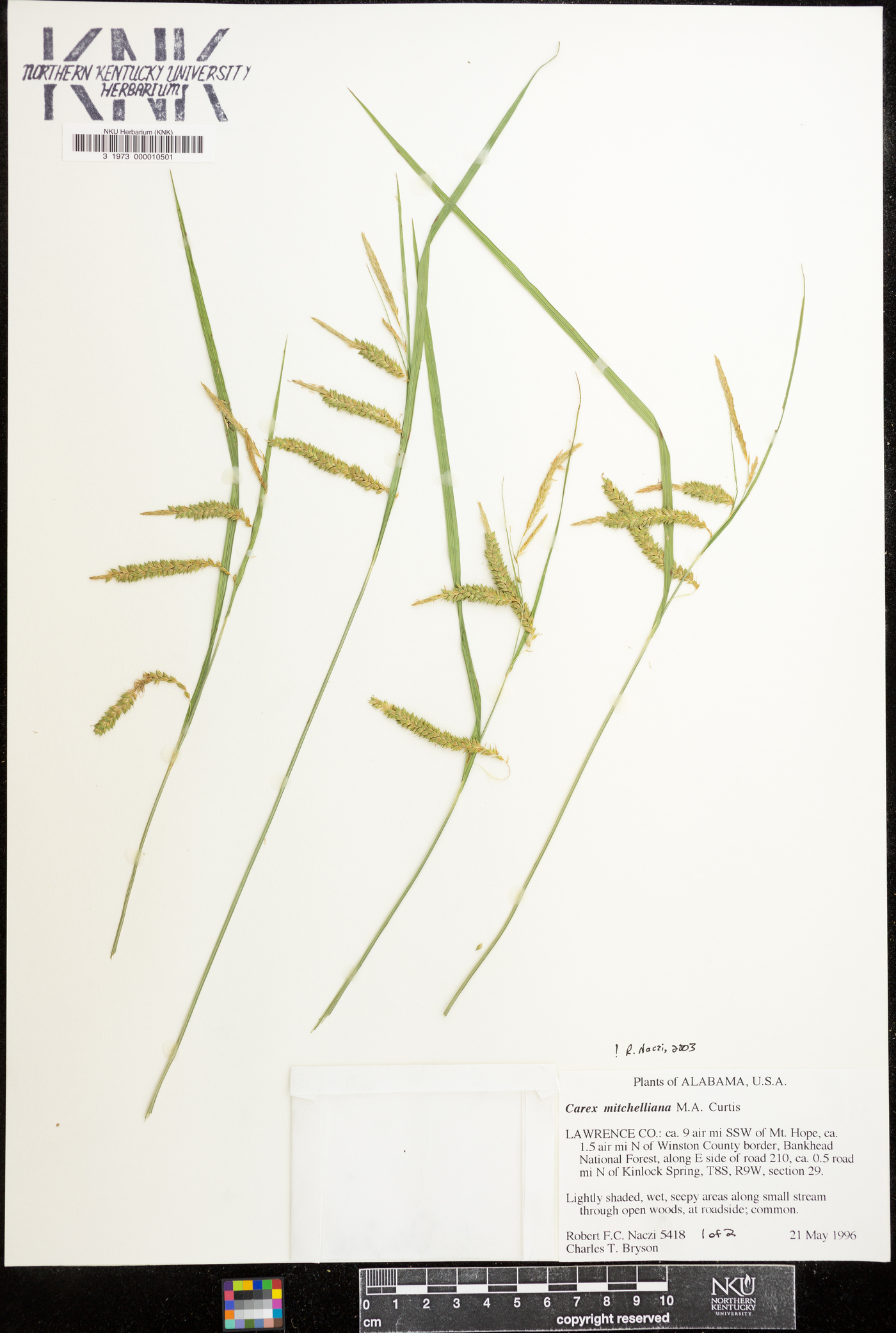 Carex mitchelliana image