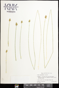 Carex mesochorea image