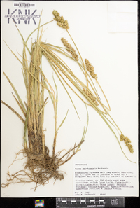 Carex oklahomensis image