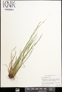 Carex oligocarpa image