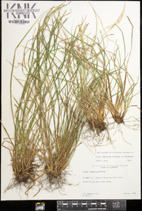 Carex oligocarpa image