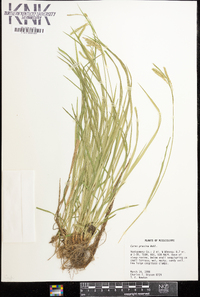 Carex prasina image