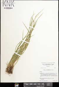 Carex planispicata image