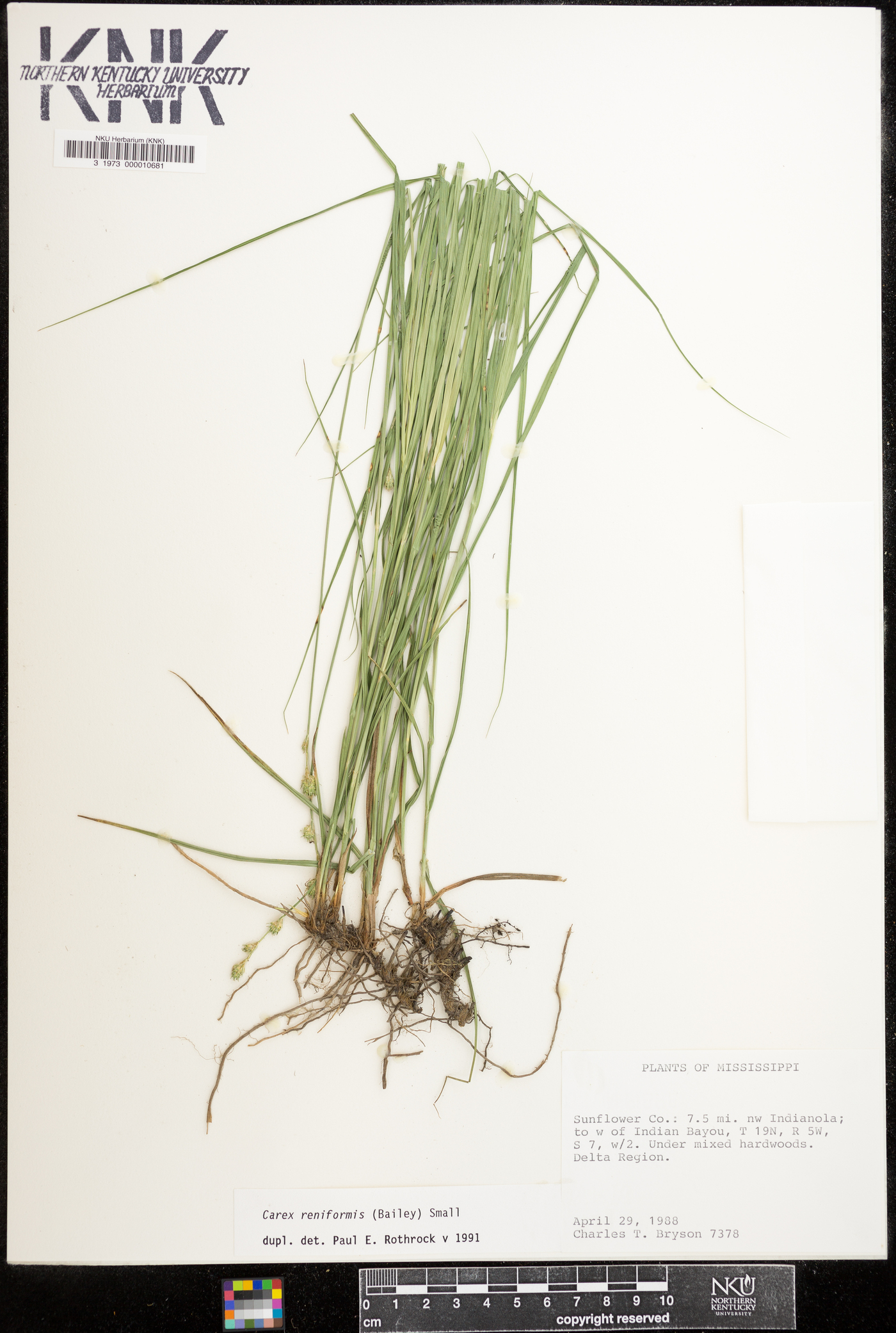 Carex reniformis image