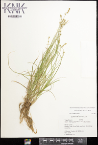 Carex retroflexa image