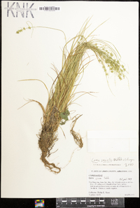 Carex socialis image