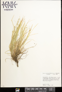 Carex socialis image