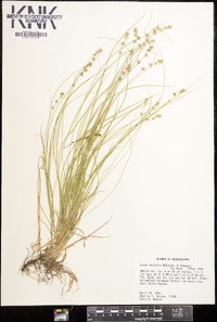 Carex socialis image