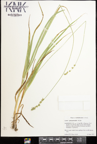 Carex sparganioides image