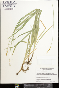 Carex sparganioides image